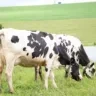 Foto de duas vacas leiteiras pastando.