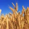 Foto de espigas de trigo sob céu azul.