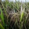 Foto de lavoura de arroz.