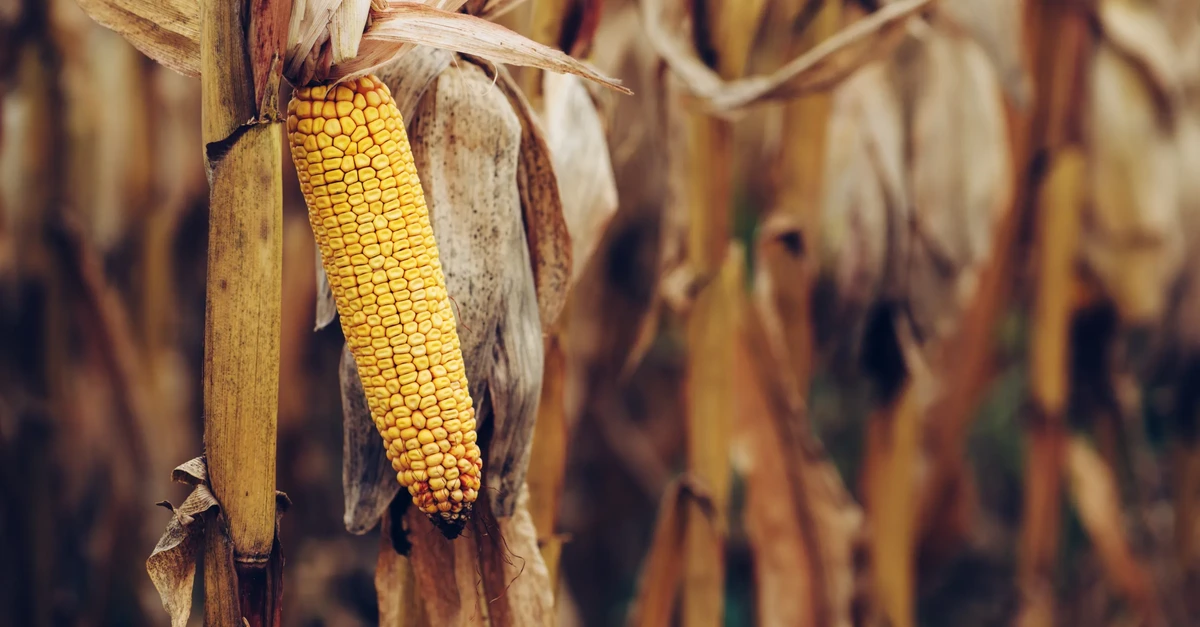 Após dados do USDA, milho sobe e atinge máxima de dois meses - Destaque ...