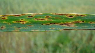 Foto de folha verde com sintomas de mancha marrom em planta adulta de trigo.