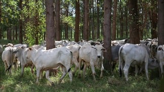 Foto de gado em meio
