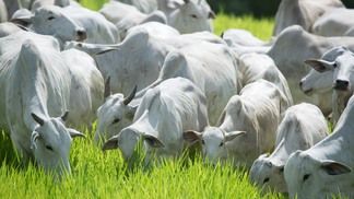 Foto de gado branco em pasto.