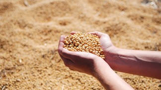 Foto de mãos segurando grãos de soja.