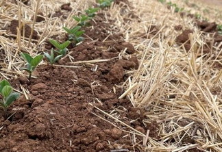 Foto de plantas em meio a palhada. Foto de plantas em meio a palhada.
