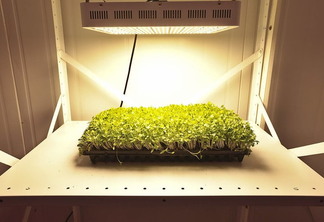 Foto de plantas sob luzes em laboratório. Foto de plantas sob luzes em laboratório.
