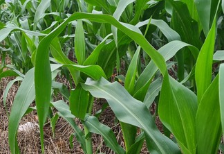 Foto: Divulgação Emater/RS-Ascar Foto: Divulgação Emater/RS-Ascar