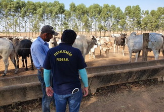 Foto de dois homens conversando próximos a rebanho de bois. Um deles tem a frase "Fiscalização Federal" escrita nas costas da camisa. Foto de dois homens conversando próximos a rebanho de bois. Um deles tem a frase "Fiscalização Federal" escrita nas costas da camisa.