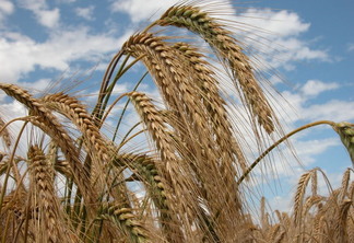 Foto de espiga de triticale em lavoura. Foto de espiga de triticale em lavoura.