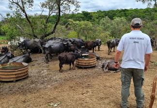 Foto búfalas em terreno baldio. Algumas bebem água, outras estão deitadas. Elas estão extremamente magras. Um homem com a frase "Resgate técnico animal" na camisa observa a cena. Foto búfalas em terreno baldio. Algumas bebem água, outras estão deitadas. Elas estão extremamente magras. Um homem com a frase "Resgate técnico animal" na camisa observa a cena.
