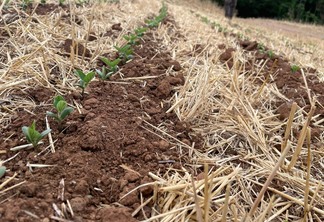 Foto de plantação de soja em meio a palhada. Foto de plantação de soja em meio a palhada.