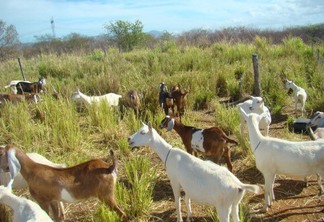 Foto de cabras em campo.