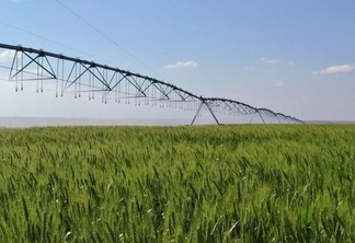Foto de lavoura de trigo com sistema de irrigação.