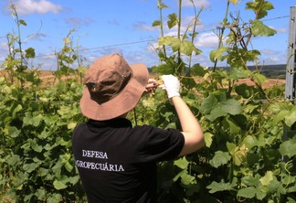 Foto de fiscal agropecuário de costas durante coleta de planta. Foto de fiscal agropecuário de costas durante coleta de planta.