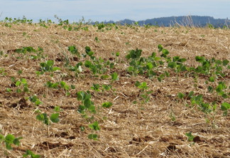 Foto de lavoura de soja. Foto de lavoura de soja.