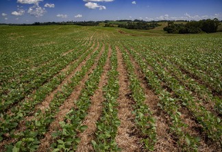 Foto de lavoura de soja.