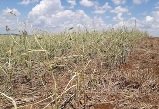 Foto de lavoura sem folhas. Foto de lavoura sem folhas.