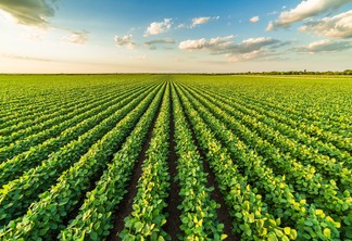 Foto de lavoura. Foto de lavoura.