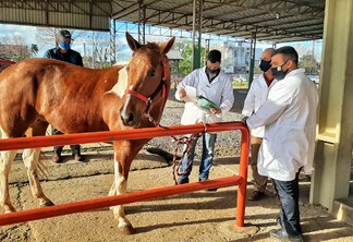 Foto de homens com máscaras, e maioria de jalecos, ao redor de cavalo. Foto de homens com máscaras, e maioria de jalecos, ao redor de cavalo.
