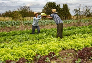 Foto de duas pessoas em horta de alface. Uma está entregando um pé de alface para a outra.