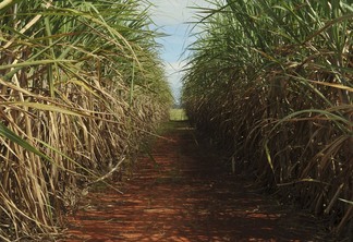 Foto de caminho de terra em lavoura de cana-de-açúcar.
