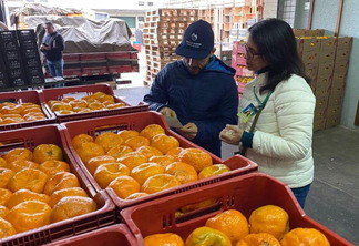 A foto mostra caixas com bergamotas e duas pessoas avaliando os produtos