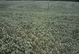 Foto de lavoura de soja com indícios de estresse hídrico.