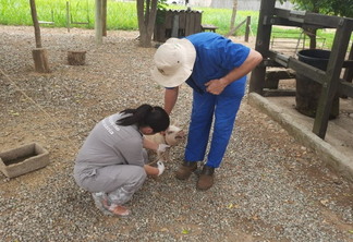 A foto mostra um homem de azul e uma mulher de cinza tirando amostras de um suíno vivo