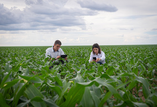 Imagem mostra um homem e uma mulher com tablets nas mãos, em uma lavoura de milho.