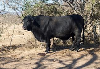 A foto mostra um bovino de pelagem negra