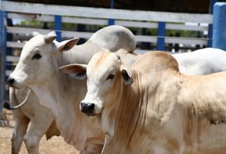 Sergipe obtém reconhecimento como zona livre de Febre Aftosa sem vacinação a partir do próximo ano Sergipe obtém reconhecimento como zona livre de Febre Aftosa sem vacinação a partir do próximo ano