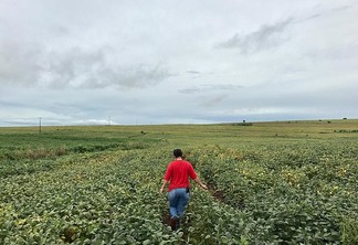 Mulher caminhando na lavoura de soja Mulher caminhando na lavoura de soja
