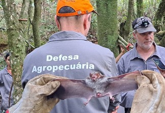 Morcego hematófago Desmodus rotundus