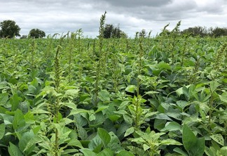 Amaranthus palmeri Amaranthus palmeri