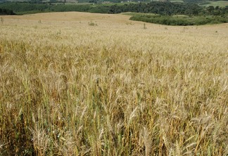 Foto de lavoura de trigo.