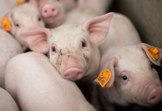 Foto: Confederação da Agricultura e Pecuária do Brasil