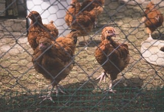 Queda de 1,7% nos preços do frango no mercado atacadista