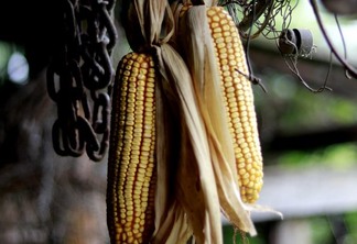 Preços do milho seguem pressionados pelo câmbio e pela maior oferta do grão, diz Ribeiro