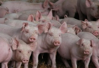 Suíno: preços tem alta em setembro, mas queda no comparativo anual Suíno: preços tem alta em setembro, mas queda no comparativo anual