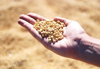 CNA defende manutenção do teor de umidade da soja em 14%