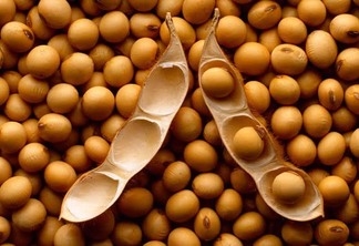 Conheça alguns produtos inusitados que são originados dos grãos de soja