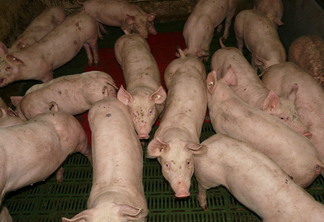 Suínos: carne suína tem desempenho inferior ao das concorrentes neste ano