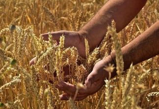 Preços do trigo seguem firmes no Brasil mesmo com avanço da colheita