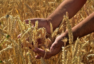 Preços do trigo seguem firmes no Brasil mesmo com avanço da colheita Preços do trigo seguem firmes no Brasil mesmo com avanço da colheita