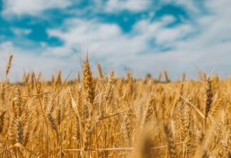 Conab fornece dados para informativo internacional sobre cenário agrícola Conab fornece dados para informativo internacional sobre cenário agrícola