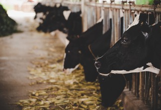 imagem mostra vacas da raça Holandesa se alimentando
