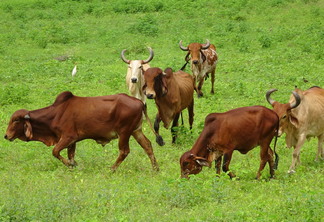 Boi: preços do boi e da carne seguem em queda