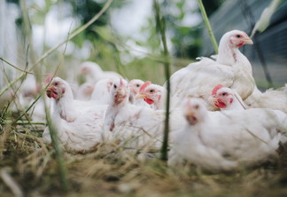 Frango: após recorde em set/21, preço da carne se enfraquece em out/21