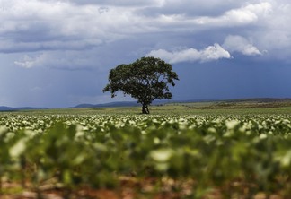 Foto de árvore atrás de lavoura de soja.