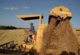 A área plantada cresceu 15% em relação à safra anterior | Foto: Divulgação Biotrigo/Gui Benck A área plantada cresceu 15% em relação à safra anterior | Foto: Divulgação Biotrigo/Gui Benck
